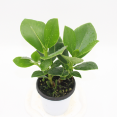 크루시아 소품 실내 공기정화 인테리어식물 키우기쉬운식물, 1개