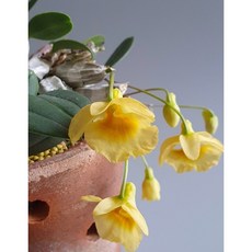 꽃대가 있는 ~엉펑(Den Ueang Phueng), 1개