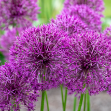 [나은식물원][알리움 모종] 퍼플레인 12cm 1포트