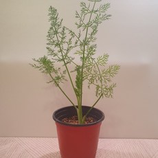 펜넬 펜넬화분 회향 휀넬 10cm 포트화분 허브모종 식용 허브 정원가꾸기 허브키우기, 1개