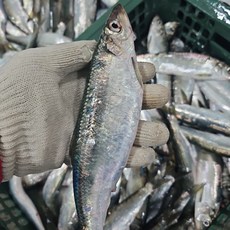 싱싱햇 국산 생물 청어 자연산 생물청어, 1세트, 1kg(4미내외)