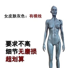 인체 피규어 근육 뼈 근육 잉 아나토미 모형 모델 전신상, K. 여성 피부 회색 W