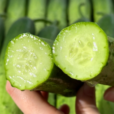 [최저가초특가] 딱50박스만 초고당도 시원아삭 백오이, 1박스, 2kg