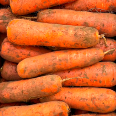 [역대특가] 제주농장 초초특가 아삭달콤 꿀당도 제주도 구좌당근, 1박스, 상 10kg