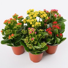 갑조네 칼란코에 카랑코에 칼랑코에 모종 사계절피는꽃 다육식물, 2개, 랜덤