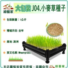 綠藝家 小麥草種子 1公斤裝, 1個