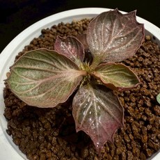 布楚禮 彩葉麒麟 世界樹系列 477