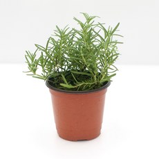 로즈마리 허브 모종 잎 식용 화분 허브식물 키우기, H01.로즈마리, 1개