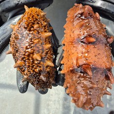 동해안 자연산 돌기 활 해삼 500g 1kg 당일채취 산소포장 횟감용, 1개, 동해 돌기해삼(500g)