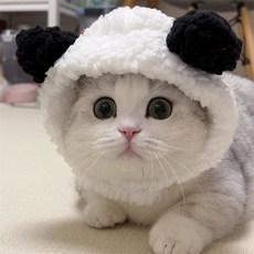쥬넛 겨울 고양이 곰돌이 귀 모자 강아지패션 반려동물모자, 팬더