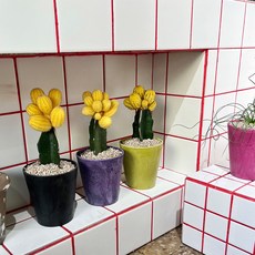 알록달록 컬러팟에 담긴 노랑접목 선인장 - 컬러플분XS 9color(화분포함 완제품), 블랙, 1개