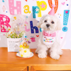 에든버러 강아지 생일 파티 용품 생일상 포토존 꼬깔 모자 고양이, 핑크
