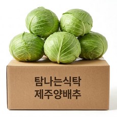제주 직송 양배추 1통 제철 신선한 국산 미니 봄양배추 신선체소, 1개, 2kg