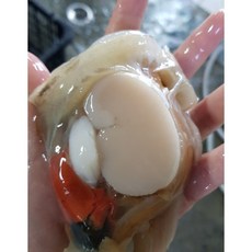 레브 국산 쫄깃쫄깃 생물 손질 키조개 1kg, 1개, 1kg 내외 (6-15미 내외)