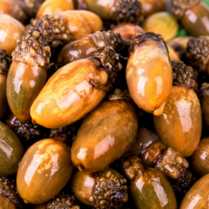 [제철특가]통영 미더덕 산지직송 국내산 미더덕, 1개, 500g