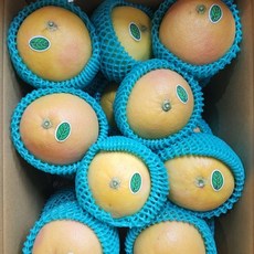 청정 제주 자몽, 2.5kg, 1개