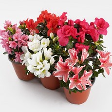 갑조네 철쭉 나무 화분 묘목 영산홍 연산홍 서양철쭉, 4개, 혼합