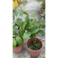 霏霏園藝 寶貝奇異果掛花 滿滿花苞 平地高山保證好種 奇異果盆栽