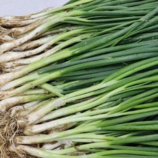 국내산 전라도 흙쪽파 1단 1kg 내외, 1개