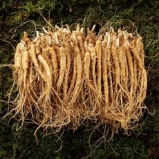 금산 인삼 세척 잔삼계(500g/50~55뿌리/5~6년근)
