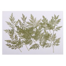 shangren 10 조각 녹색 누르면 말린 쑥 carvifolia 잎 잎 식물 식물 표본 상자 보석 펜던트 반지 귀걸이 꽃 만들기 액세서리, 설명, 설명