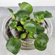 아비가든 부레옥잠 수생식물 수경 공기정화식물, 20개