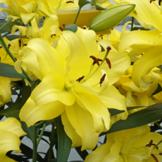 겹백합 '이그조틱 썬' [3개] (복남이네야생화 백합 Lilium Exotic Sun 옐로우 황금 더블 오리엔탈), 3개