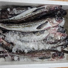 러시아 생태 생물 명태, 1개, 2kg내외(3미)