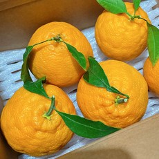 [싱싱냠냠] 고당도 제주 노지 한라봉 가정용, 2kg(소과), 1개