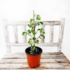 에덴플랜트 무늬 바로크벤자민 지름10cm포트 무늬식물 고무나무 동글이잎 구불구불 고급 감성, 1개