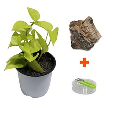 미미네아쿠아 DIY 마이플랜츠 목화석 형광스킨답서스, 1세트