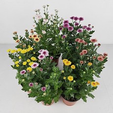 아비가든 겨울 미니국화 5종+화분받침 (꽃많음) 노지월동 생화 꽃화분 에그국화 국화꽃 국화축제, 1개