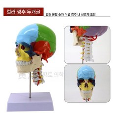 두개골 실물대 해부 턱관절 코드 머리뼈 봉합선 배색 숫자 분해가능 교육용, H. 컬러 두개골 대경추