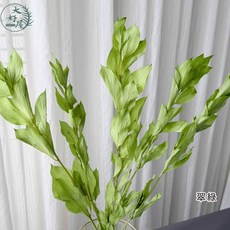 大好屋 捧花配花材 葉材 網美拍照 室內裝飾, 玉竹葉【翠綠】大束