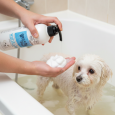 백모 말티즈 전용샴푸 대용량, 550g, 1개