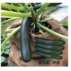 翡寶夏南瓜種子 100粒 櫛瓜, 1包
