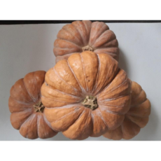 (단지네상점) 늙은호박 할로윈호박 국내산, 3kg, 1개