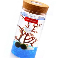 케이쓰리 물에서키우는식물 LED 유리병 마리모 8x19cm