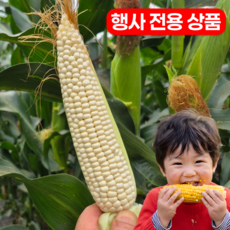 [농장직송] 2026 미백 찰옥수수 행사전용상품, 1박스, 20개 (특품, 16cm 내외)