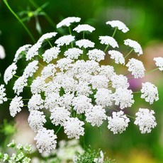 아미초 2종 씨앗 선택구매, 그린미스트 30립, 1개