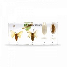 실물표본 C7005 아리랑과학 한살이 ARI 누에 과학실습