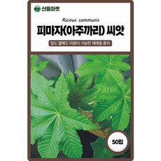 저스틴앤클로이 피자마50립 채소산채, 3개