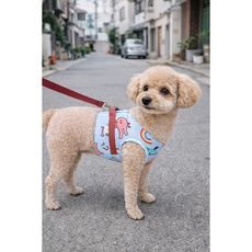 [푸들나무] 컬러팝 레인보우 하네스 세트 (리드줄포함), 1개, 레드