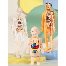 소형 모델 척추 인체 관절 모형 교육용 골격 해부학, 완전 투명 28cm 전신 모델