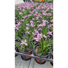 서비내 설란 노지월동 야생화 인테리어 플랜테리어 예쁜꽃