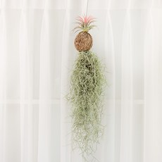 갑조네 파인애플 수염틸란드시아 행잉 실내공기정화식물, 2개