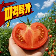 [100박스 대박특가] 국내산 찰토마토 완숙 토마토 산지직송, 1개, 5kg