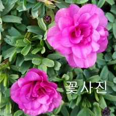 (플라워사랑) 글라브라 더블 핑크 겹 사랑초, 1개