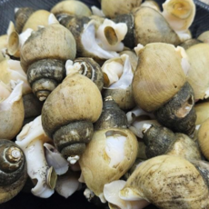 생물 골뱅이 동해 활 골뱅이 1kg 백고동 골뱅이 생골뱅이 백골뱅이탕 제철 생물 통골뱅이 도매, 1개, 동해 활 골뱅이 1kg (70미 내외)