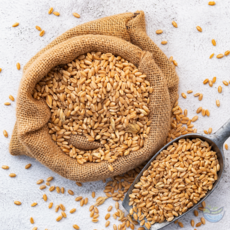 [정성든]호라산밀 5kg 터키산 고대곡물 햇곡 이집트쌀 잡곡 슈퍼푸드, 1개